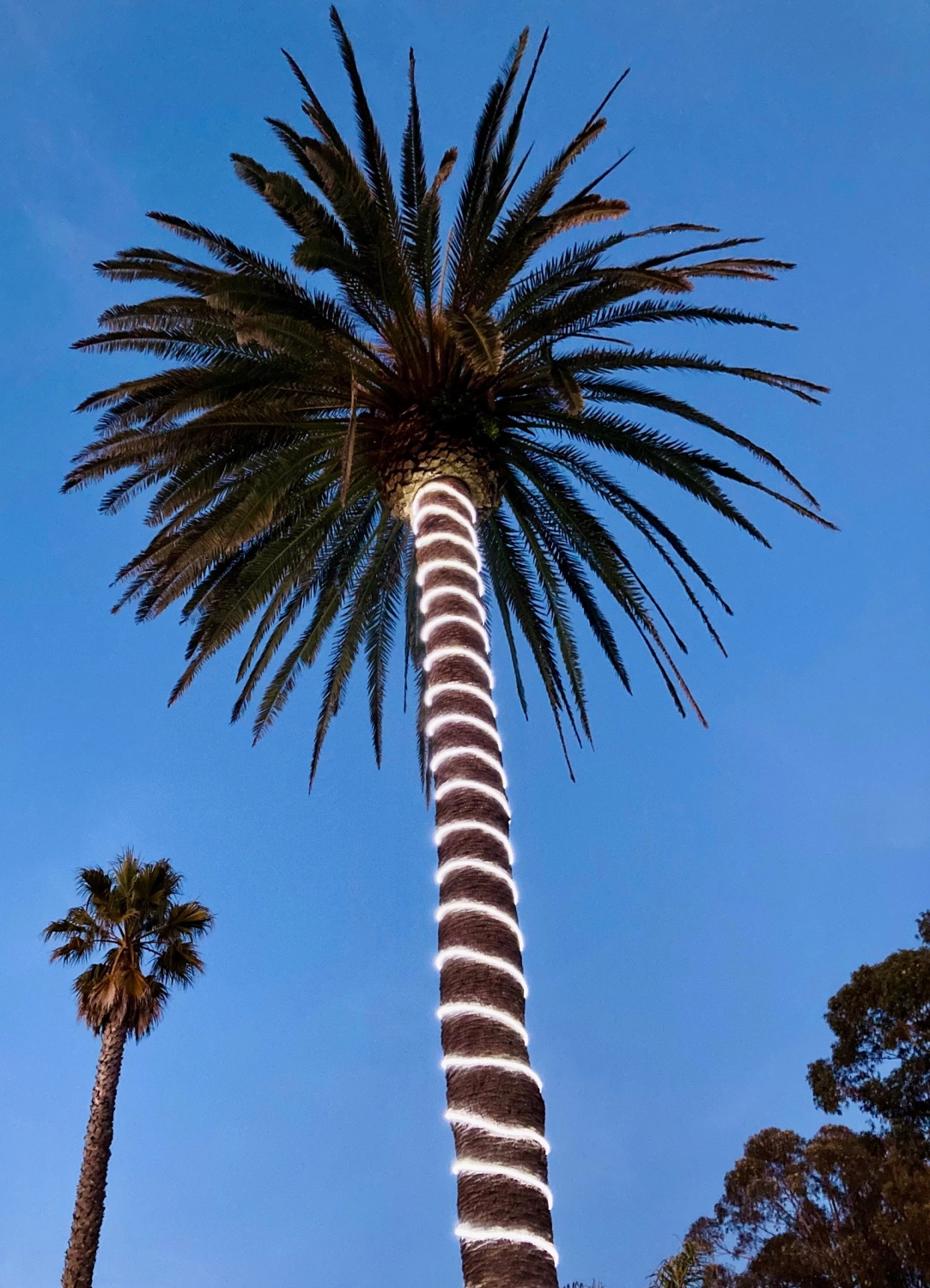 Bailey RoBust LED Rope 360° 25M 5W/m 420lm/m 6500K IP65-image