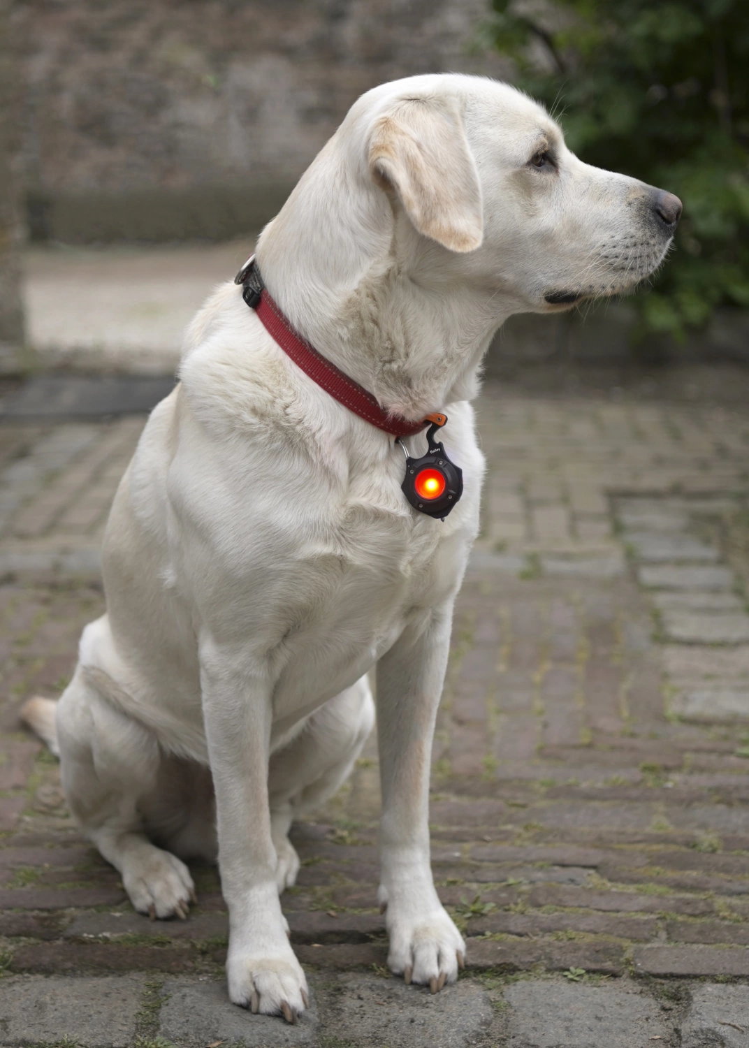 Bailey RoBust LED Keyring 5W 500lm Wit + Rood IP44 5V-image