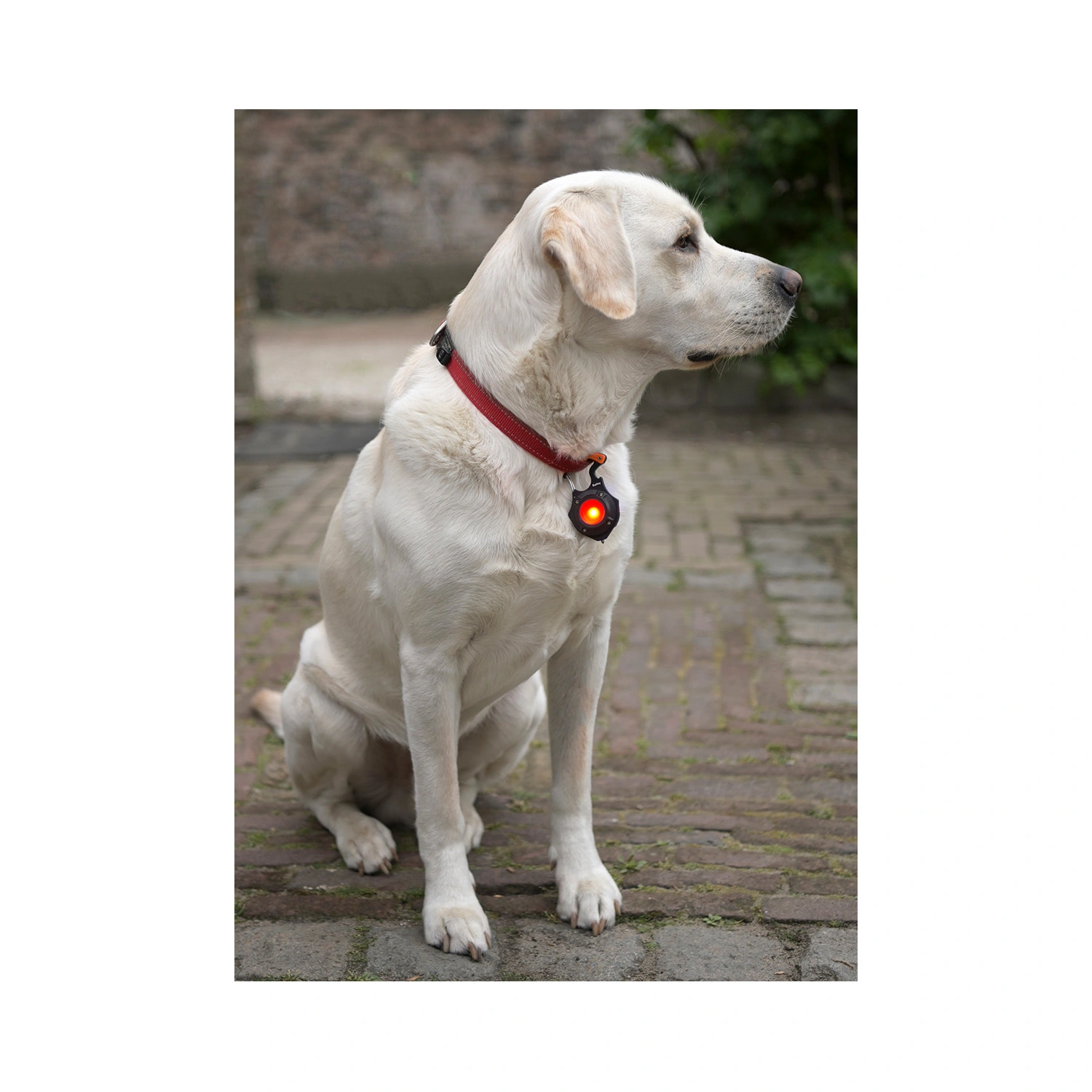 Bailey RoBust LED Keyring 5 W 500 lm Blanc + Rouge IP44 5 V