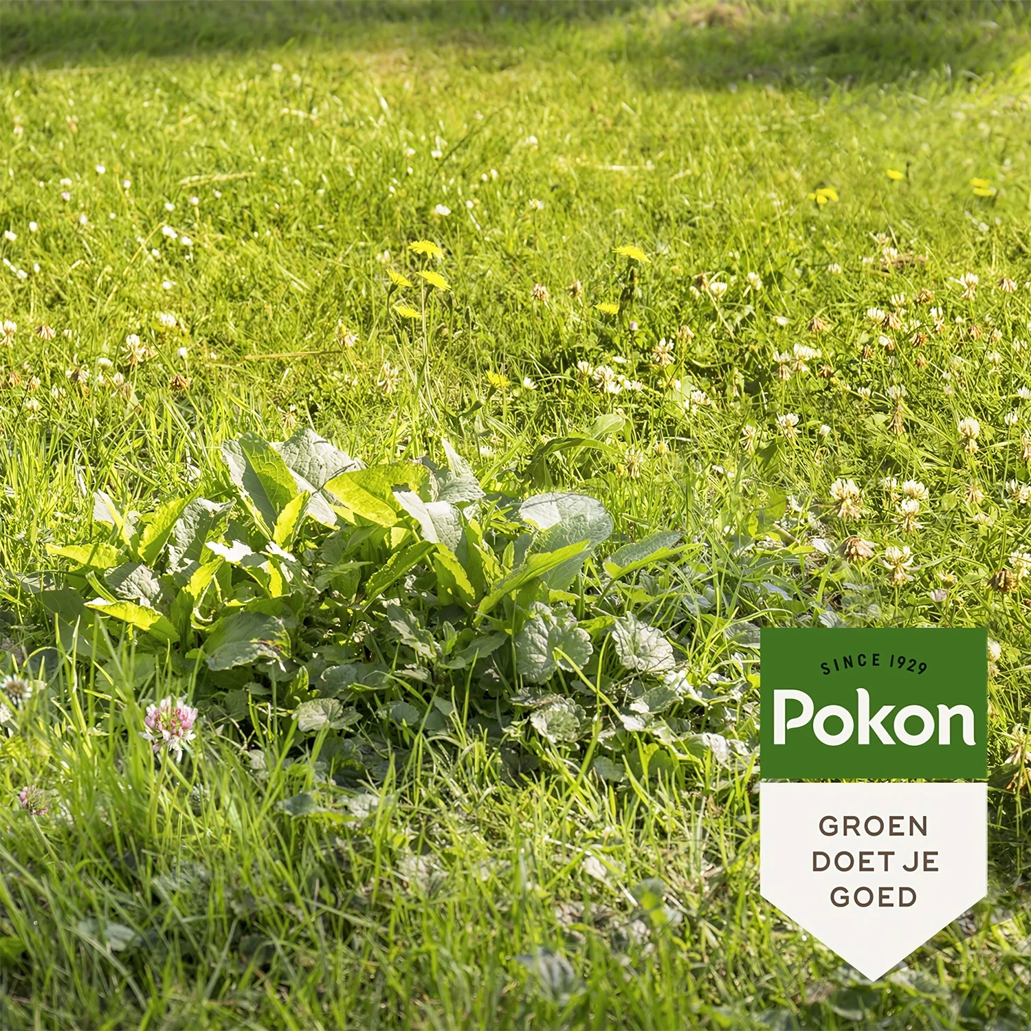 Pokon Onkruid Weg! - 80m2 - 1600gr-image
