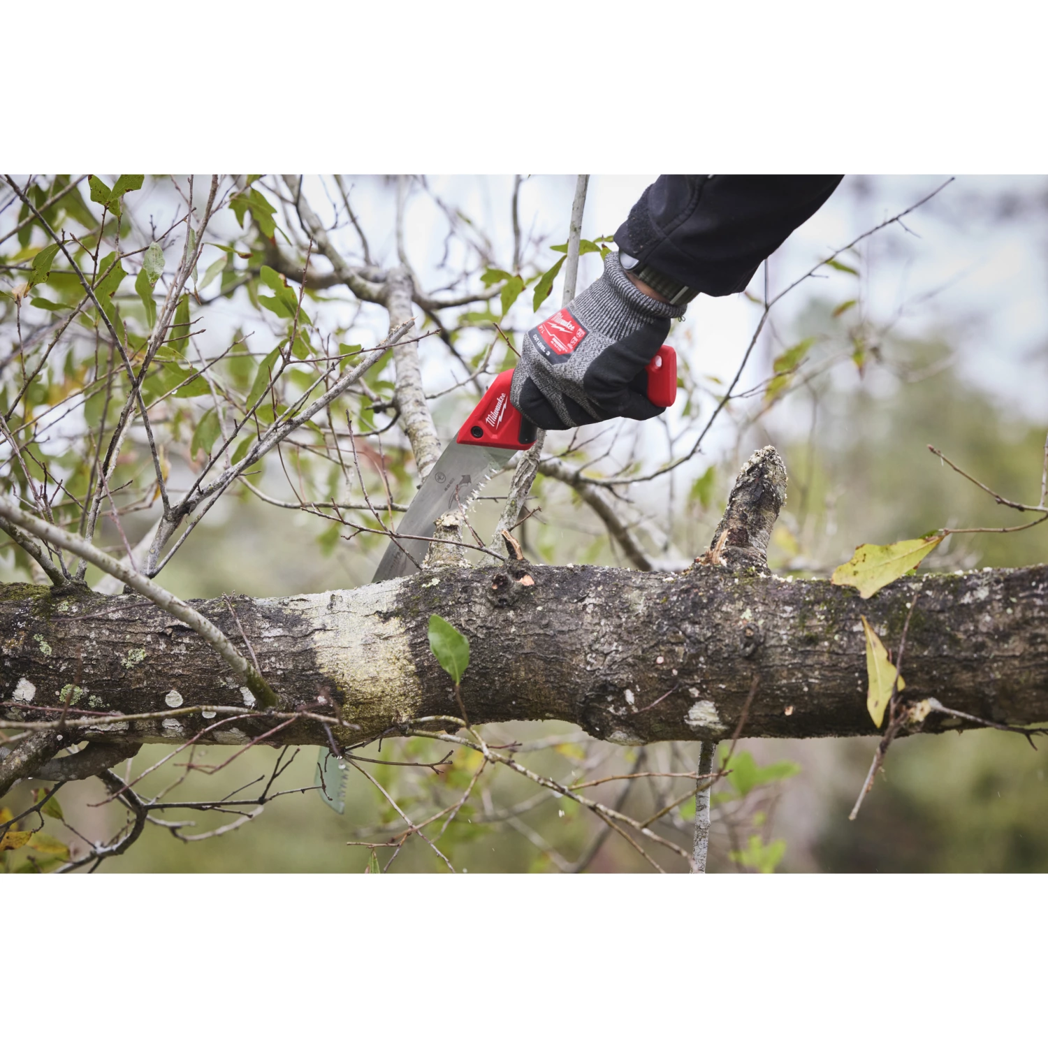 Milwaukee 4932498623 Scie courbe-image