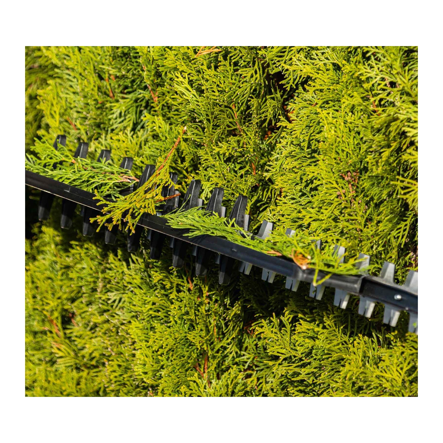 Scheppach Accu Taille-haie 2x20V BC-HT720-X-image