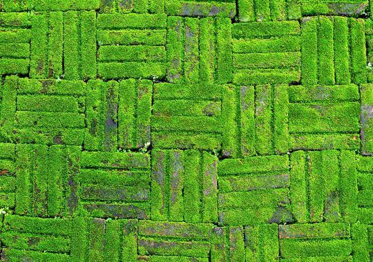 Groene aanslag verwijderen-image