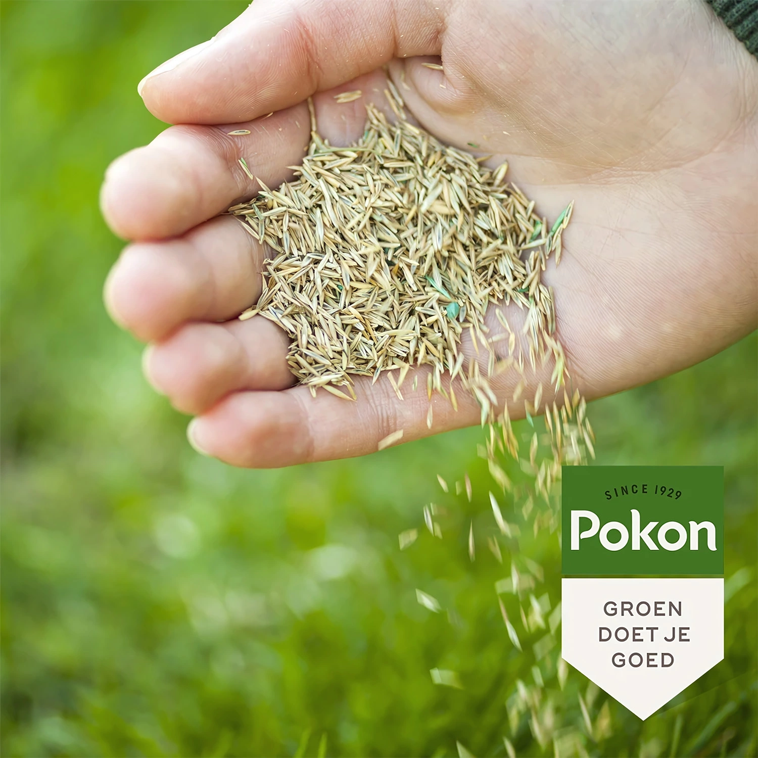 Pokon RPR Graszaad Inzaai - 500gr-image