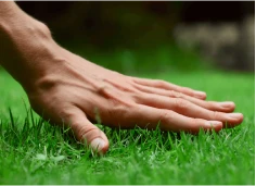 Scarifier votre pelouse : Quoi, quand, comment ?-image