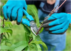 Start van het tuinseizoen: bereid je tuin voor op de zomer-image