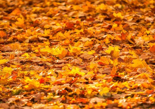 Herfstbladeren opruimen: tips en tricks-image