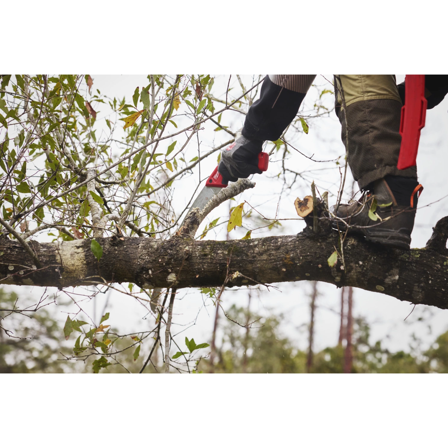 Milwaukee 4932498623 Scie courbe-image